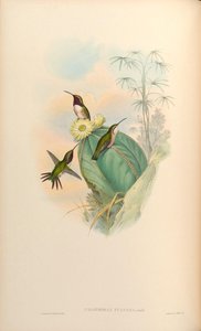 Calothorax pulcher de John Gould